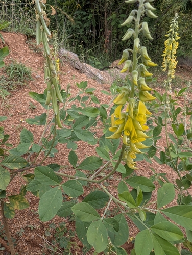 Crotalaria pallida observed 2026-10-23