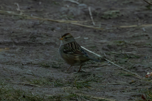 White-crowned Sparrow