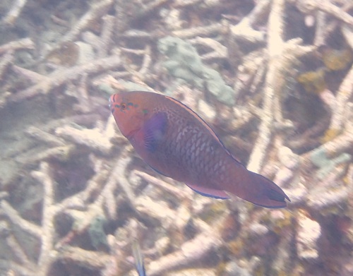 Scarus niger observed 2026-10-24