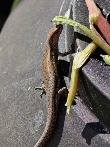 Lampropholis delicata observed 2026-10-26