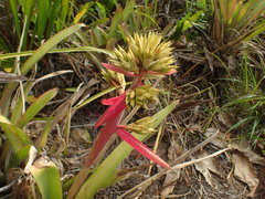 Aechmea aquilega