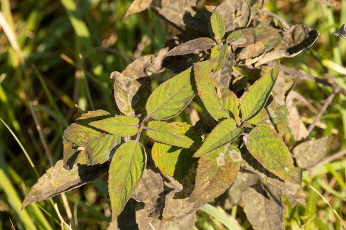 Monarda fistulosa observed 2026-10-25
