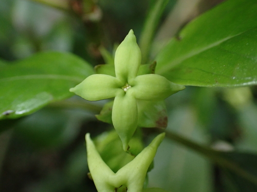 Kadua acuminata observed 2026-10-10