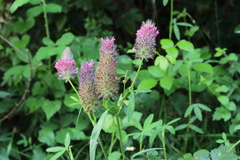 Trifolium rubens