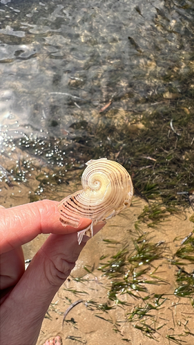 Hydatina physis observed 2026-10-26