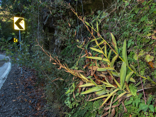 Epipactis gigantea observed 2026-10-24