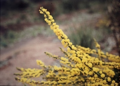 Acacia lineata