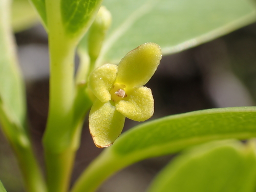 Wikstroemia oahuensis observed 2026-10-25