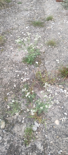 Gray's feverfew