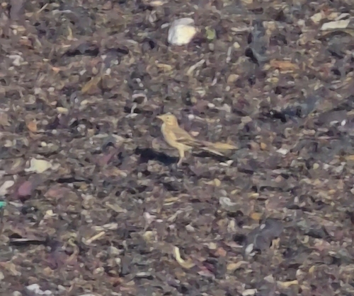American Pipit