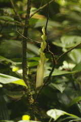 Anaphyllopsis americana