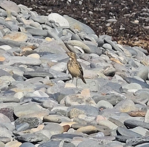 American Pipit