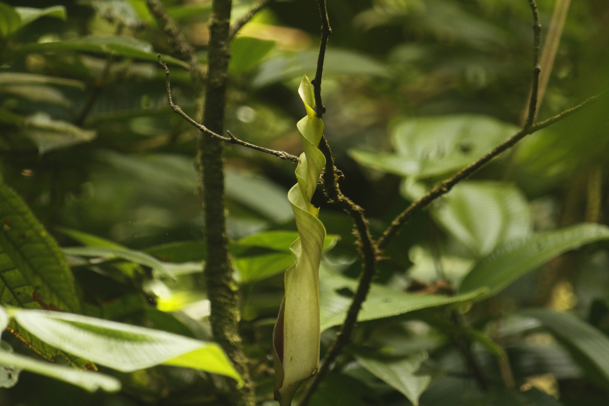 Anaphyllopsis americana