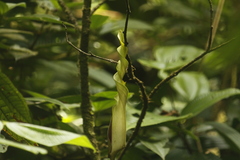 Anaphyllopsis americana