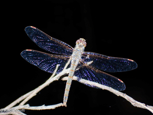 Variegated Meadowhawk