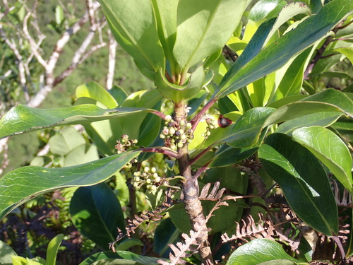 Ilex anomala observed 2026-10-25