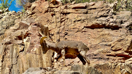 Bighorn Sheep