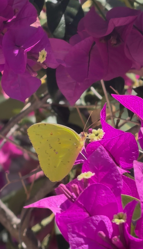 Cloudless Sulphur