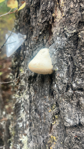 Cryptoporus volvatus observed 2026-10-25