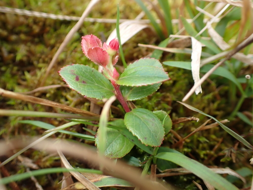 Vaccinium dentatum observed 2026-10-25