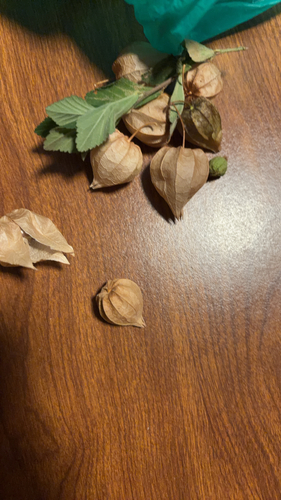 Physalis angulata observed 2026-10-25