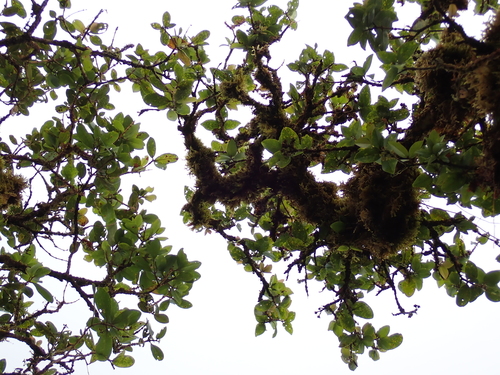Metrosideros polymorpha observed 2026-10-25