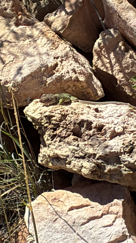 Eastern Collared Lizard