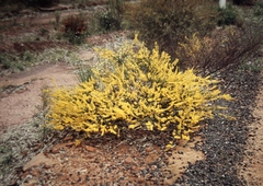 Acacia lineata
