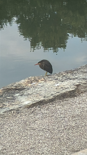 Green Heron