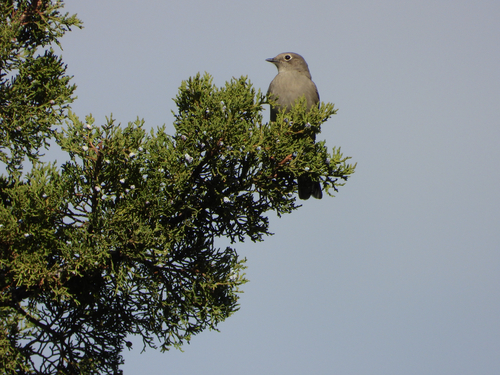 Townsend's Solitaire