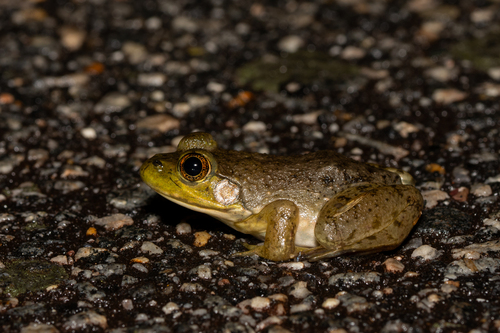 American Bullfrog