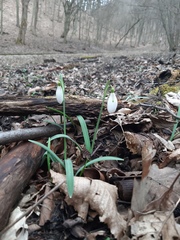 Galanthus nivalis