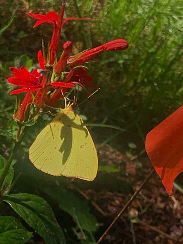 Cloudless Sulphur