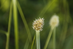 Rhynchospora cephalotes