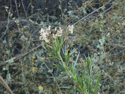Mule Fat