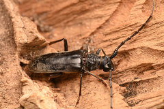 Neoplocaederus granulatus