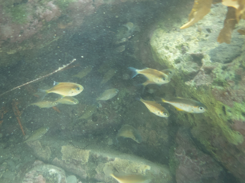 Scorpis observed 2026-10-26