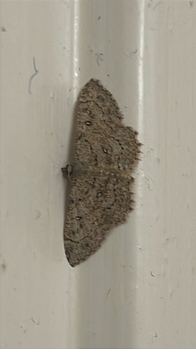 Cyclophora observed 2026-10-25