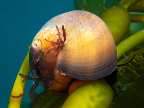 Norrisia norrisii, 2026-10-25