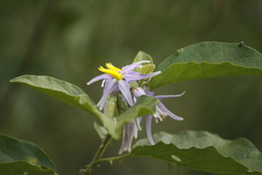 Solanum subinerme