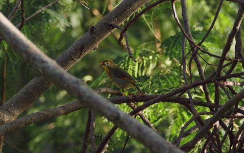 Leiothrix lutea observed 2026-10-18