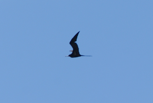 Aves observed 2026-10-25