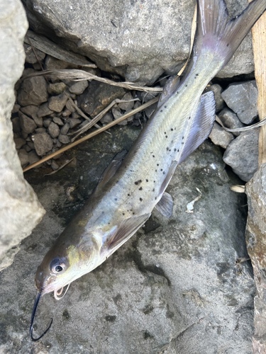 Channel Catfish