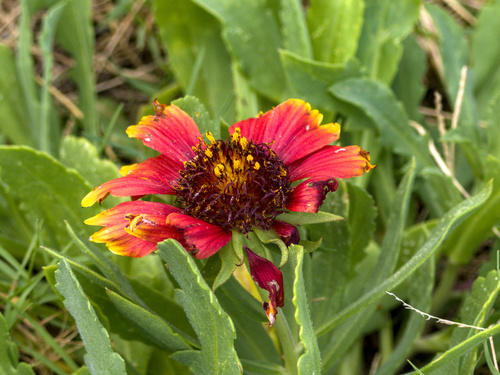 Gaillardia pulchella observed 2026-10-25