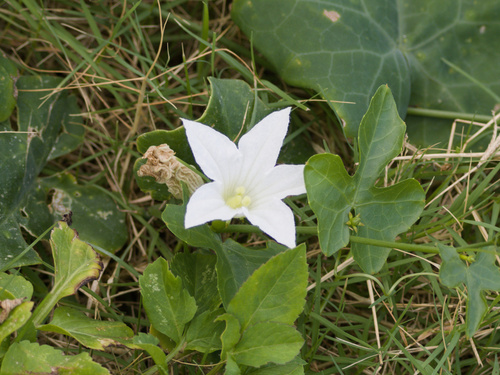 Coccinia grandis observed 2026-10-25