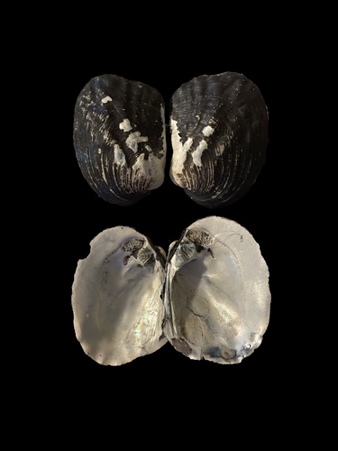 Amblema plicata plicata observed 2026-10-26