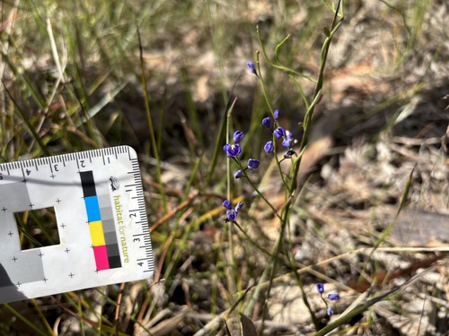 Comesperma volubile observed 2026-10-26