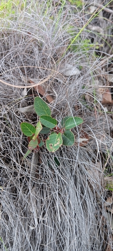 Hardenbergia violacea observed 2026-10-26