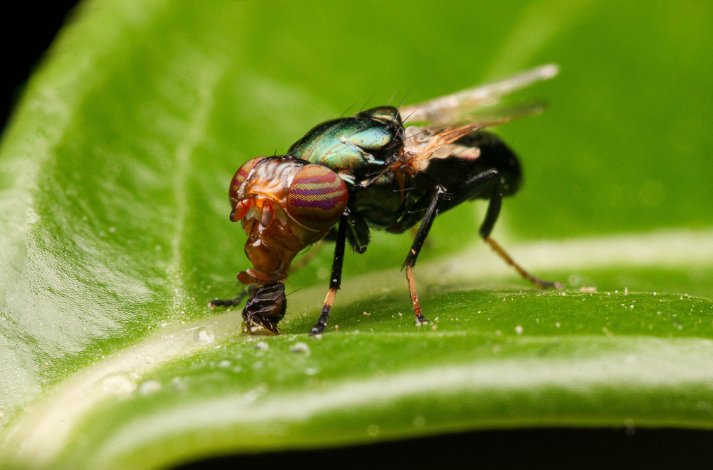Physiphora alceae