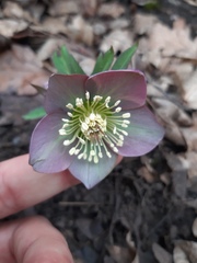 Helleborus purpurascens